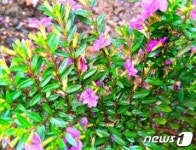 북한, 평양화초연구소가 개발한 새 품종 화초 소개…보라만천성 바늘꽃나무