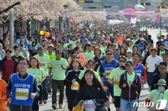 경주 벚꽃마라톤대회 열기 후끈…내외국인 5200여명 참가 신청