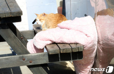 국토 최남단 고양이 3월2일 섬 밖으로 나온다…뿔쇠오리와 공존 어려워