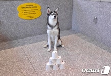 스파크펫, 놀로스퀘어에서 컬처데이…강아지와 즐거운 시간