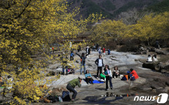 [화보] 봄의 전령 산수유에 뒤덮힌 구례 산동 반곡마을