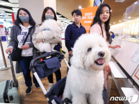 반려동물과 함께 제주로