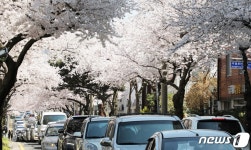 제주시 제16회 전농로 왕벚꽃 축제 4년 만에 대면 개최
