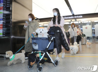 제주공항 역대 최초…댕댕이 국내선 도착장 나타나자 탄성