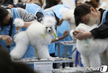 애견 미용사로 향하는 길