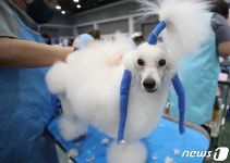 전국애견미용콘테스트