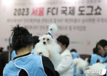 진지하게 열리고 있는 전국애견미용 콘테스트