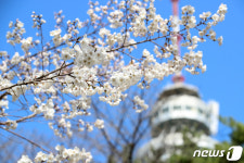 4월은 벚꽃의 계절…대구공공시설관리공단 3년 만에 벚꽃길 전면 개방