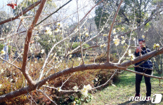 제주한라수목원 30주년 기념 나무 3000그루 나눠주기 행사