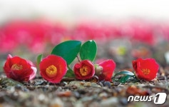 옥룡사지 동백 숲에서 25~26일 광양천년 동백축제