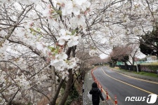제주 벚꽃 작년 보다 3일 빨리 개화…다음주 활짝 필 듯