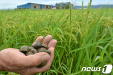 친환경 농법 왕우렁이 유출되면…화순군, 집중수거 나선 이유는