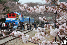이번 역은 벚꽃길