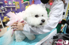 멍멍이의 꽃단장