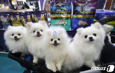 2023 케이펫페어 놀러온 장군이네