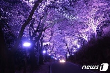 빨라진 벚꽃 개화…하동 십리벚꽃·화개장터 구경 오세요