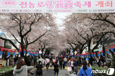북적이는 제주 전농로 왕벚꽃 축제