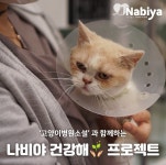 나비야사랑해-고양이병원소설, 나비야건강해 프로젝트 실시