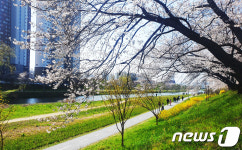 광주천·영산강변에 벚꽃·유채꽃 활짝…봄꽃 향연 즐기세요
