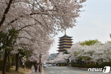 벚꽃 만개한 경주