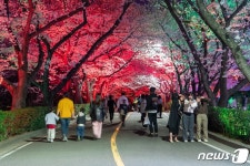 광양제철소 주택단지 4000여 그루 벚꽃 활짝