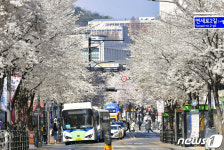 신촌 연세로에 활짝 핀 벚꽃