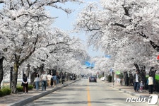 전북 정읍천변 벚꽃 ‘활짝’…4일까지 벚꽃축제 열려