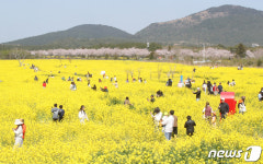 유채꽃 장관 펼쳐진 제주