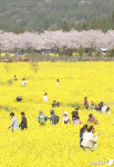 2023 서귀포 유채꽃 축제