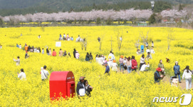 유채꽃이 가득