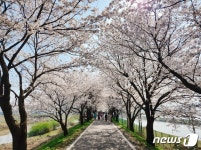 꽃 반 사람 반 충북 상춘객 인파 몰려…진입로 곳곳 정체