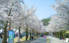 아이·반려동물과 즐기는 비발디파크 벚꽃로드 개장