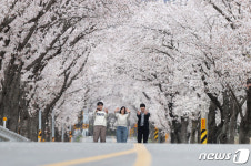 백전 50리 벚꽃길 구경오세요