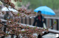 봄비 내리는 벚꽃길 벚꽃 안녕