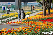 중랑천변에서 즐기는 튤립 산책