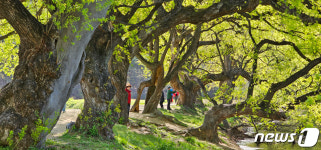 [화보]인생샷찍으러 경산 반곡지 가볼까?…복숭아 꽃길 산책은 덤