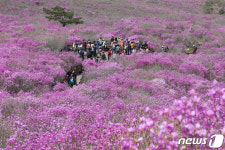 대구 비슬산 참꽃문화제 15~16일 개최…코로나로 중단된지 4년 만에 열려