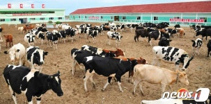 축산물 생산을 더 많이…북한의 젖소목장