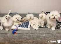 9마리 대식구가 한밤중 강릉에서 강남 다니는 이유[벳앤패밀리]