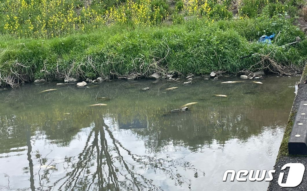 광주 서방천과 도심 하천 물고기 집단 폐사…당국, 조사에 착수!