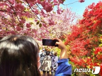 봄꽃 활짝 핀 완산공원 꽃동산 ‘감탄사 연발’…주말에만 5만명 방문