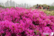 군포 철쭉동산 이번주 절정