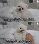 200만 유튜버 루퐁이네도 전세사기 호소 평범한 주인 할머니, 등기부 화려