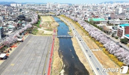 청주 대표 명소 무심천 벚꽃길 더욱 촘촘해진다