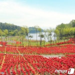 [포토] 진분홍 꽃잔디, 붉은 철쭉…익산 도심 속 봄의 향연