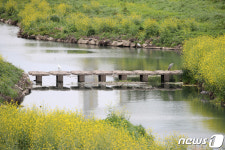 대구 달서구 대명천 날아든 백로와 왜가리