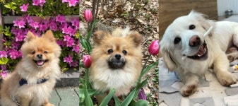 노원 댕댕하우스에서 유기견 입양할 새 가족 찾아요