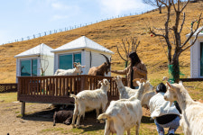 피크닉 떠나기 좋은 계절…말과 양떼 보러 목장 가볼까