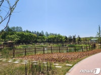 부안군, 교동천 인공습지 화려한 꽃단장…마실축제 새로운 볼거리