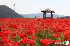 1억 송이 꽃양귀비…경남 하동 꽃양귀비 축제 19~29일 개최